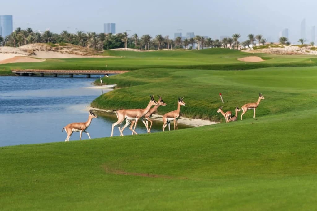 Saadiyat Beach Golf Club fairways with gazelles on Saadiyat Island, Abu Dhabi