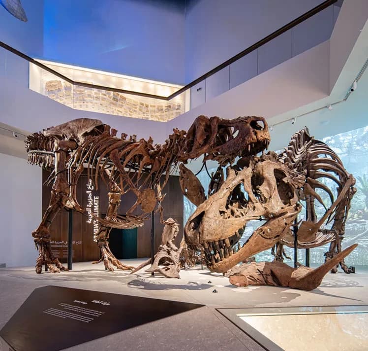 Natural History Museum Abu Dhabi in Saadiyat Cultural District on Saadiyat Island