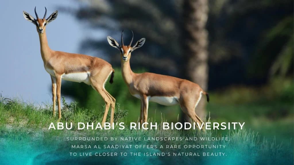 Biodiversity and wildlife habitats with gazelles at Marsa Al Saadiyat, Saadiyat Island
